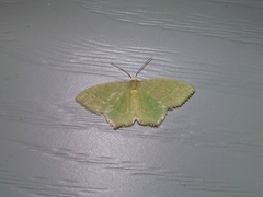 Thalera pistasciaria