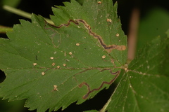 Stigmella villosella