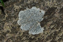 Halegrapha mucronata