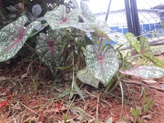 Caladium bicolor
