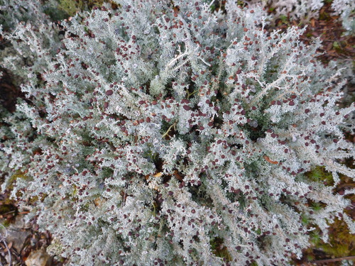 Stereocaulon ramulosum