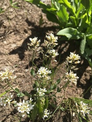 Noccaea fendleri
