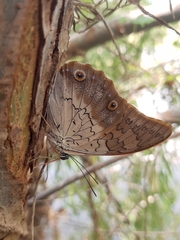 Prepona laertes octavia