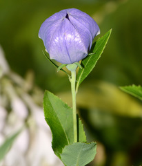 Platycodon grandiflorus