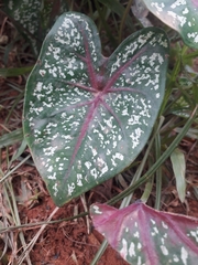 Caladium bicolor