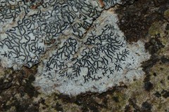 Halegrapha mucronata