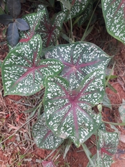 Caladium bicolor