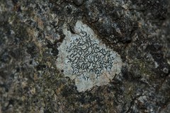 Halegrapha mucronata