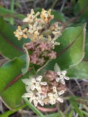Asclepias jaliscana