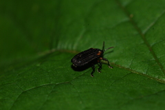 Odontota scapularis