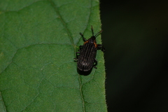 Odontota scapularis