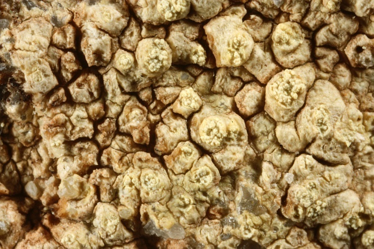 Pertusaria xanthoplaca