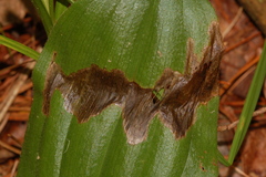 Parallelomma vittatum