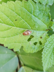 Kuschelina tenuilineata