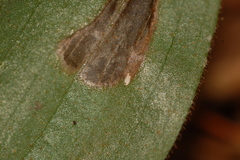 Parallelomma vittatum