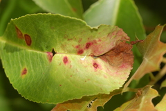 Orchestes pallicornis