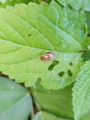 Kuschelina tenuilineata