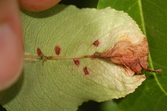 Orchestes pallicornis