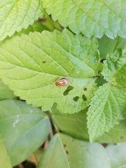 Kuschelina tenuilineata