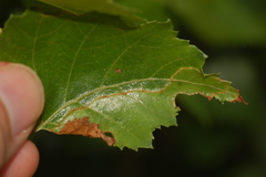 Phylloporia bistrigella