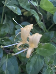 Lonicera