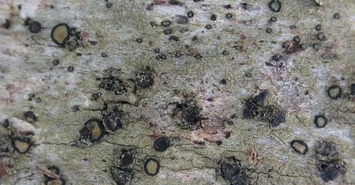 Representative image of Cresponea