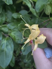 Lonicera