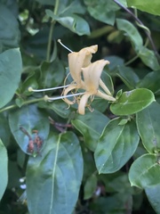 Lonicera