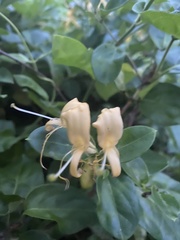 Lonicera