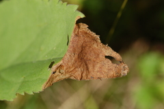 Microrhopala vittata