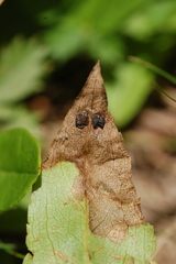 Microrhopala vittata