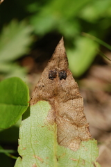 Microrhopala vittata