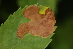 Agromyza valdorensis