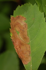 Agromyza valdorensis