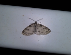 Lobophora nivigerata