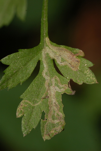 Liriomyza ptarmicae Meijere, 1925