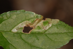 Phytomyza ilicis group