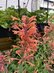 Agastache aurantiaca