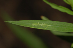 Calycomyza promissa