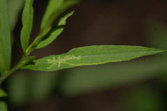 Calycomyza promissa