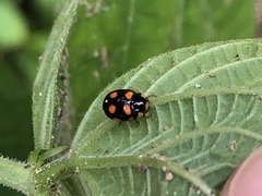 Brachiacantha ursina