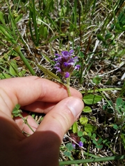 Prunella vulgaris vulgaris