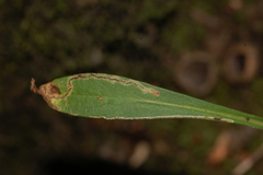 Liriomyza eupatorii