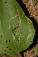 Phytomyza plantaginis