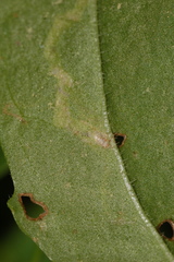 Phytomyza plantaginis