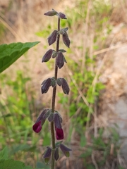 Salvia angustiarum