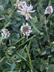 Trifolium repens