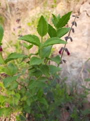 Salvia angustiarum