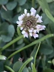 Trifolium repens