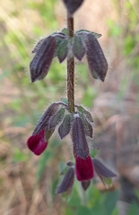 Salvia angustiarum